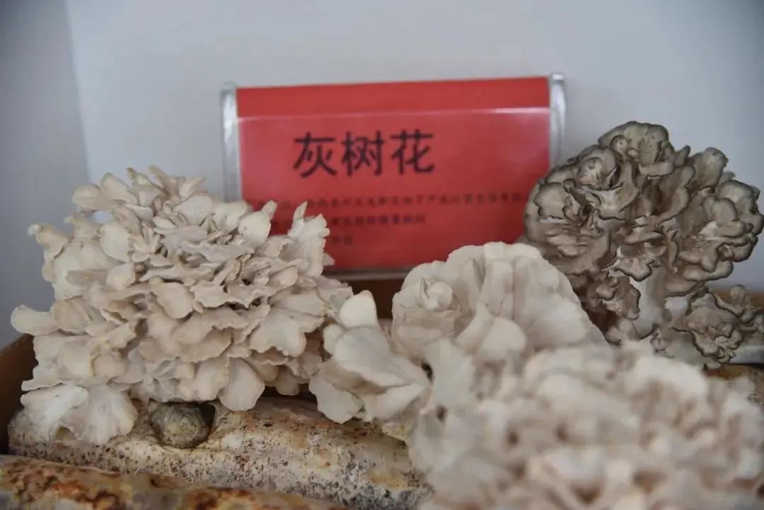 圖片關(guān)鍵詞 https://mmbiz.qpic.cn/mmbiz_jpg/tViaTicjwibVZmgEXXCALToc7mAB2rFo1LnlIdcRA9tC5K0gbLBb7FABFBo6V2kQYKgOyosu37Xm6YAjHaqU5YXbg/640?wx_fmt=jpeg